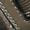 Olive Multi