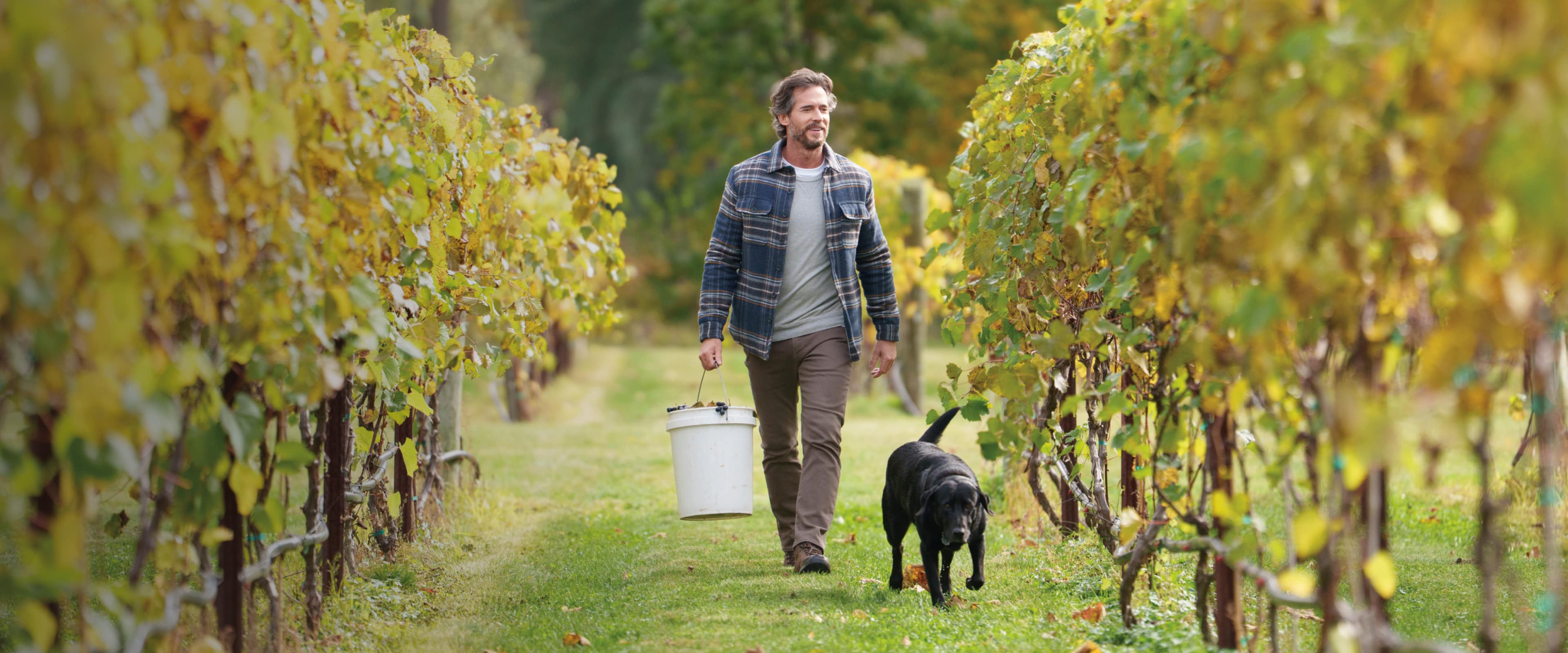Shop 25% off sitewide featuring a man walking in a vineyard with a dog.